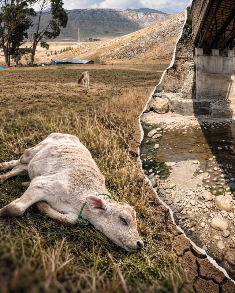 Más de 500 familias y 3,000 animales de la meseta de Huánuco Pampa se quedan sin agua y exigen declaratoria de emergencia