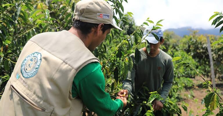 Gobierno propone recortar en S/82.3 millones el presupuesto 2027 de Devida, entidad clave para cultivos alternativos en el Alto Huallaga